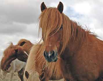 Doença respiratória afecta cavalos na Islândia