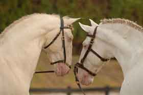 Leilão Luso-brasileiro: cavalos Lusitanos, personalidades e desfile de jóias