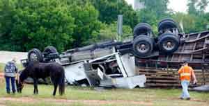 11 Horses die in trailer accident