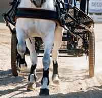 Derby de Atrelagem na Luz de Tavira