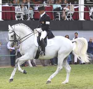 Zaire and Dihamante Champions of the 22nd International Lusitano Festival