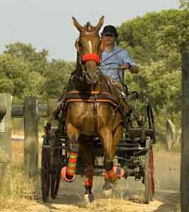 Portugueses conquistaram a Copa del Rey