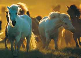 Horses Understand Humans