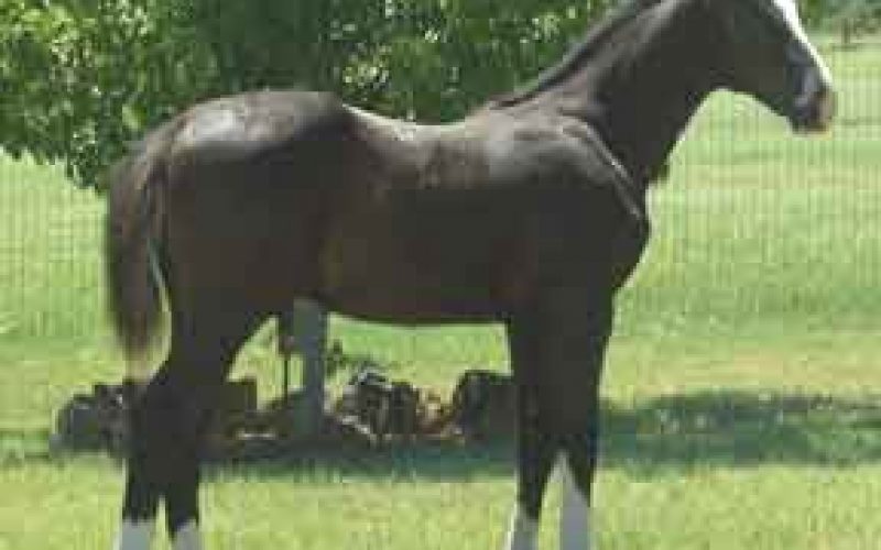 Nasceu um Clone de Top Gun EQUISPORT