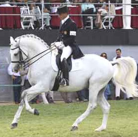 2 Lusitanos no Cto. do Mundo de Cavalos Novos em Verden