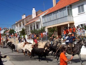 Touro fere cavaleiro e mata dois cavalos