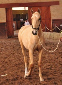 Leilão Interagro 2010 supera edição do ano passado