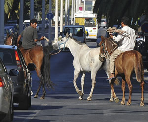 Pânico no trânsito em Faro com cavalos à solta