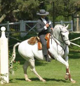 Pedro Torres na lideran&ccedil;a provis&oacute;ria no Europeu de Equita&ccedil;&atilde;o de Trabalho 2010