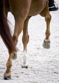 Dressage Committee puts forward proposed changes for judging system