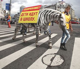 Zebras crossing: painted horses for Russian road safety