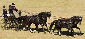 WEG 2010: New World record for Boyd Exell