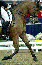 Camptos. de Portugal de Dressage junta os melhores (Actualizada)