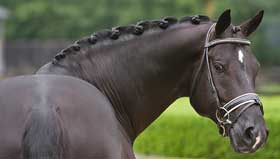 Totilas has arrived in Germany