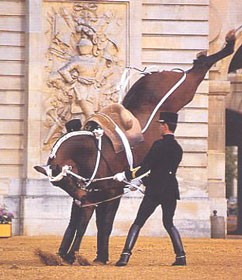 Le Cadre Noir de Saumur coming to the UK