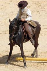 Final dos Campeonatos de Equitação de Trabalho nas Lezírias
