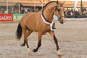 Coudelaria Stª Margarida fecha o ano com chave de Ouro