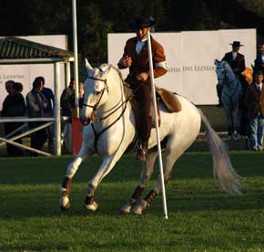 Final do Campeonato Nacional de Equitação de Trabalho (Actualizada)