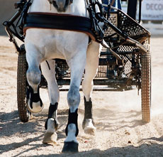 Taça de Portugal de Derbys de Atrelagem no Algarve