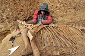 Prehistoric Horse Skeleton Unearthed in France
