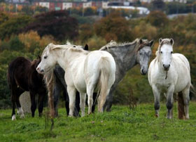 Ireland's Horse Crisis