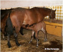 Curso &laquo;Produ&ccedil;&atilde;o Equina&raquo;