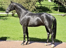 P.S.I. Auction - Top Quality Horses and Service