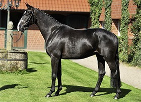 P.S.I.- Conquering the World from Ankum