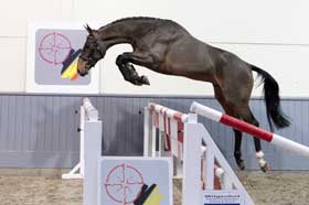 Videos of BWP Auction Stallions online
