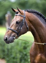 KWPN Stallion Show: Enjoy Benefits of Dutch > English Translation Service