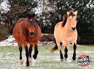 Égua serve de guia a égua cega...