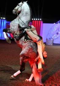 Royal Equestrian and Camel Festival a scintillating experience