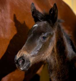 First Foal of Totilas born