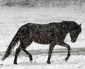 Horse freed from icy river