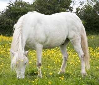 Cavalos sofrem de obesidade no Reino Unido