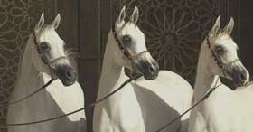 Sheik leiloou cavalos para angariar fundos