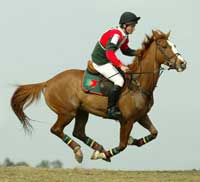 FEI approves allocation of 2 Championships