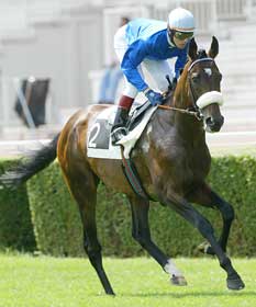 Apostas hípicas em Espanha movimentam 50 milhões de euros anuais