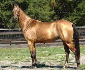 Descoberta reacende antiga lenda de cavalos &laquo;celestiais&raquo;