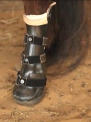 Minature horse fitted with prosthetic leg