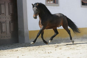Rectificação da data agendada para a Admissão de Machos - Alter