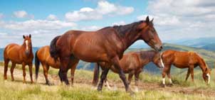 Fossils of Horse Teeth Indicate 'You Are What You Eat'