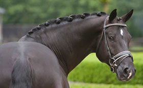 Pause For Totilas – Training For The Press Cancelled