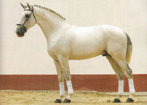 Único a estrela do Leilão de Coberturas da ABPSL