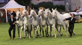 23º Festival Internacional do Cavalo Puro Sangue Lusitano em Lisboa
