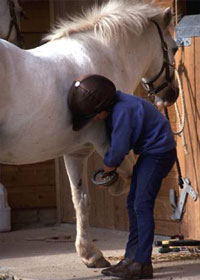 Semana Equestre na Azambuja