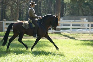 Lusitano and PRE Horses Lend International Flair