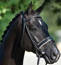 Totilas to start at Munich