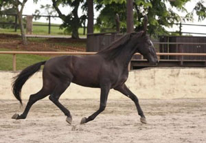 14° Leilão Luso-Brasileiro valoriza o Cavalo Lusitano