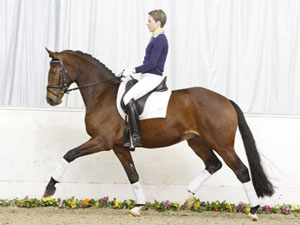 Hanoverian riding and pleasure horses in one collection in Verden